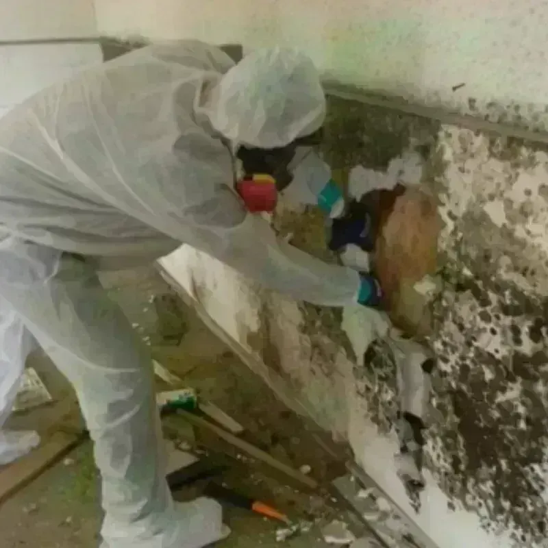 Mold Remediation and Removal in Appomattox County, VA